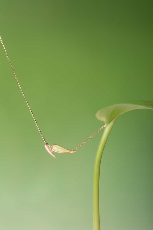 点亮，静物图，爱与自由，海豚